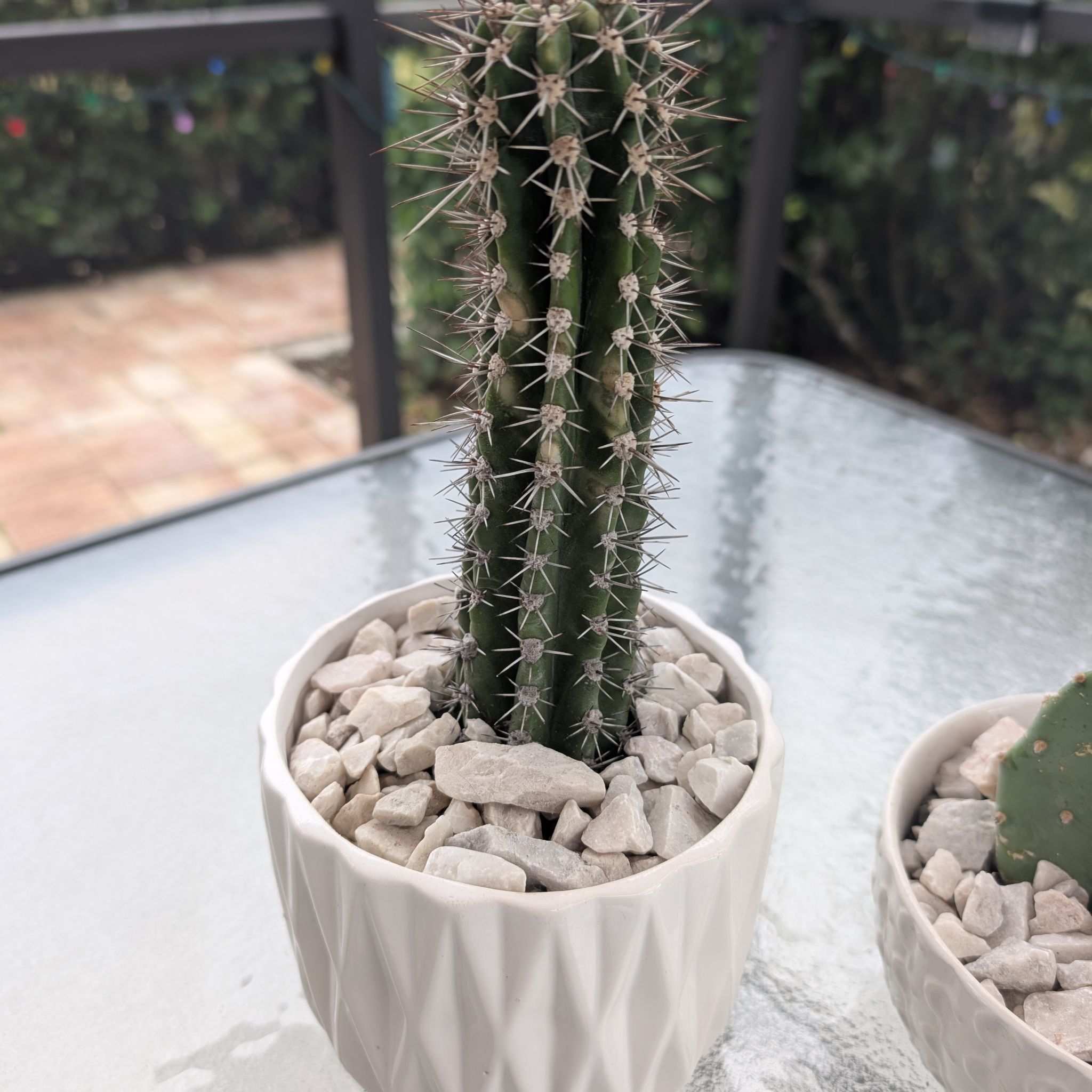 Photo of the plant species Xique-Xique by @SoulfulSourwood named Foxxy on Greg, the plant care app