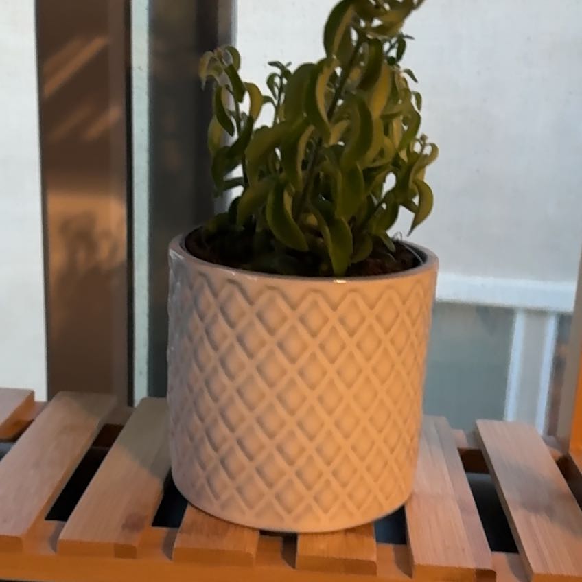 Photo of the plant species Curly Lipstick Plant by @DeanSwampdock56 named Achilles on Greg, the plant care app