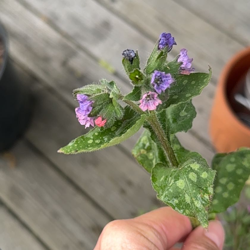 Photo of the plant species Common Lungwort by @Mtdreamin named Bigleef Smalls on Greg, the plant care app