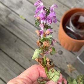 Photo of the plant species Spotted Deadnettle by @Mtdreamin named Bruce Lee on Greg, the plant care app