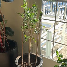 Photo of the plant species Variegated Orange Jasmine by @LivelyCosmobaby named Duke on Greg, the plant care app
