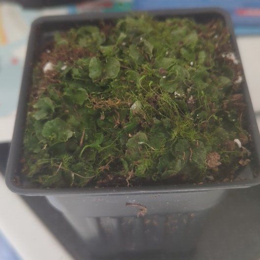 Photo of the plant species Common Liverwort by @FitMaypop27 named Bruce Lee on Greg, the plant care app