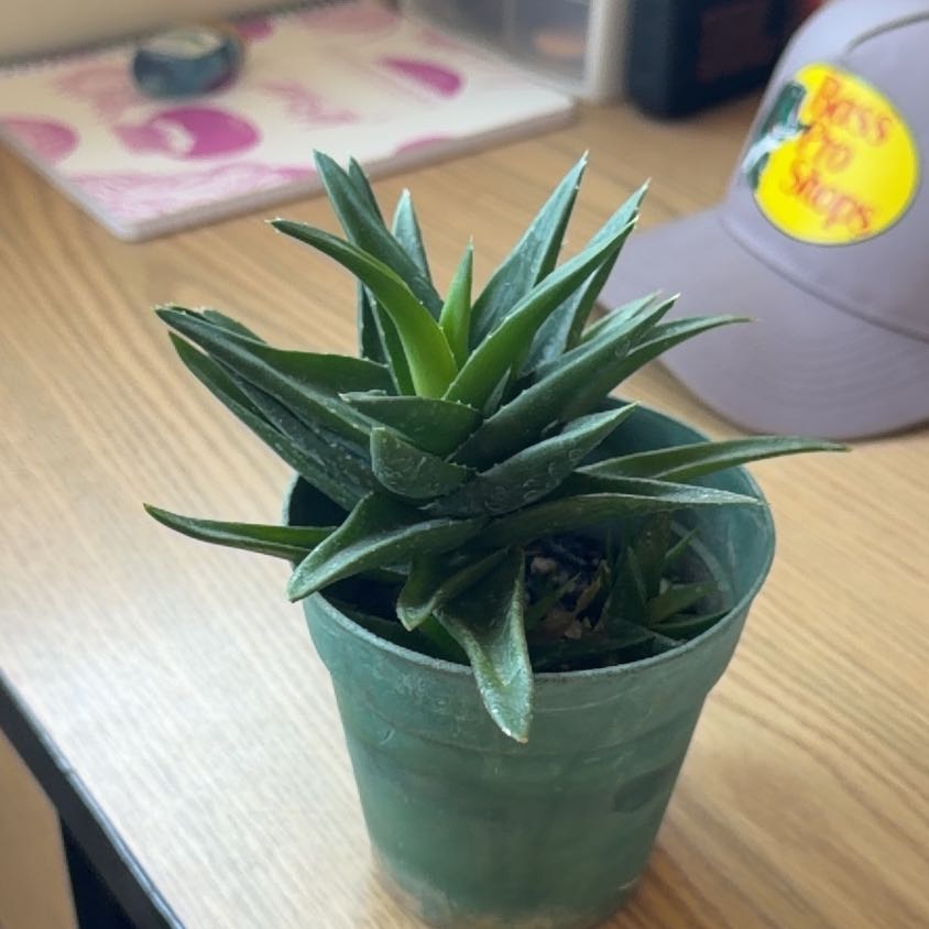 Photo of the plant species Black Aloe by @TunefulMoss named Lois on Greg, the plant care app