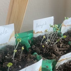 Photo of the plant species arugula by @JoysomeAchiote named Keanu Leaves on Greg, the plant care app
