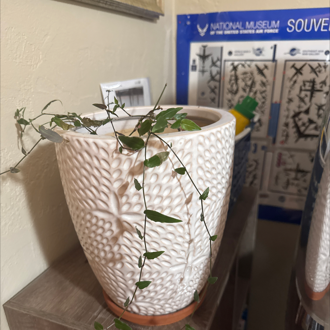 Photo of the plant species Tahitian Bridal Veil by @TolerantRye10 named Spike Leaves on Greg, the plant care app