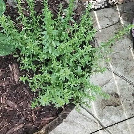 Photo of the plant species Neckweed by @YardOyamelfir18 named Madonna on Greg, the plant care app