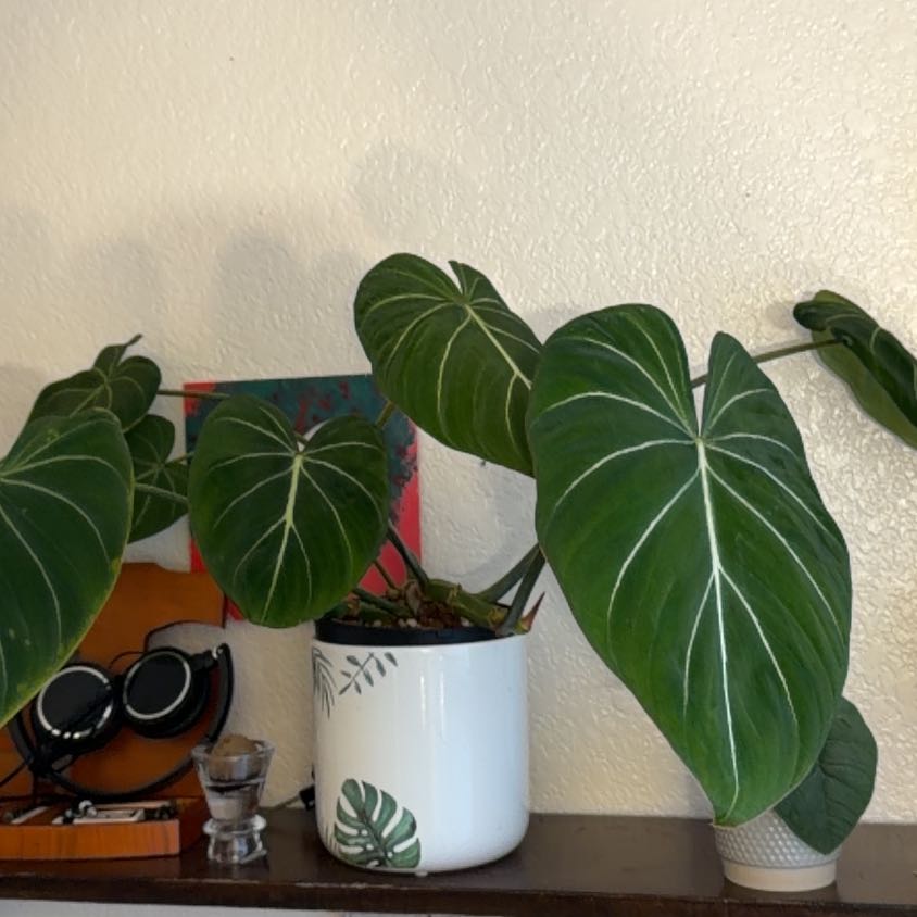 Photo of the plant species Philodendron Gloriosum Zebra by @GracedBalsam34 named Planty on Greg, the plant care app