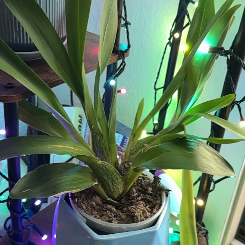 Photo of the plant species Hybrid Orchid by @Ssgeek named Miley on Greg, the plant care app