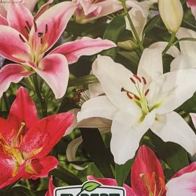 Photo of the plant species Madonna Lily by @Natyyybug named Lilyum on Greg, the plant care app
