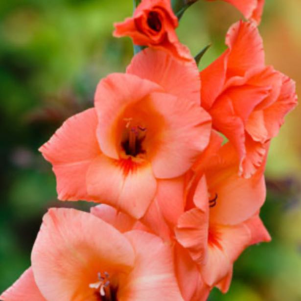 Photo of the plant species Gladiolus by @Natyyybug named Gladioli on Greg, the plant care app