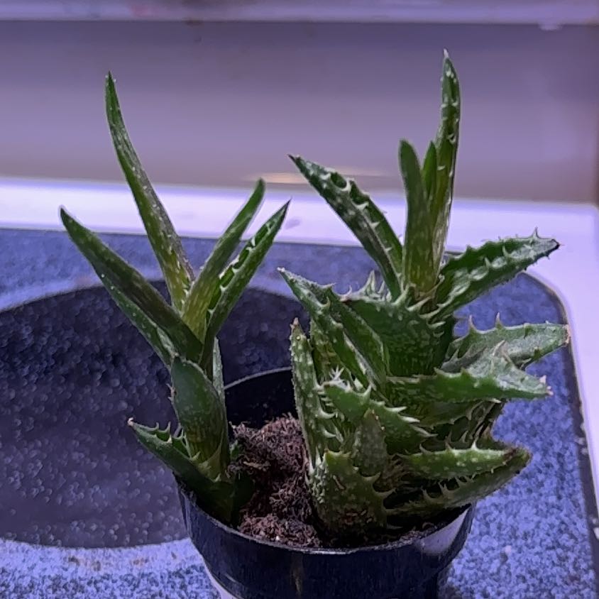 Photo of the plant species Narrow-leafed Tiger Tooth Aloe by @ElderWildtea81 named Plato on Greg, the plant care app