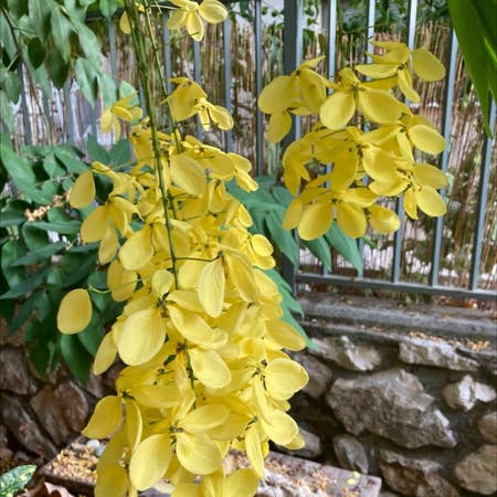 Photo of the plant species Golden Shower Tree by Rony named Yellow on Greg, the plant care app