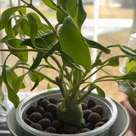 Photo of the plant species Ant plant by @NewLuronium27 named Tupot amaroot on Greg, the plant care app