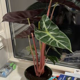 Photo of the plant species Elephant Ear 'Morocco' by @ExactAloeyucca named Leaf Erickson on Greg, the plant care app