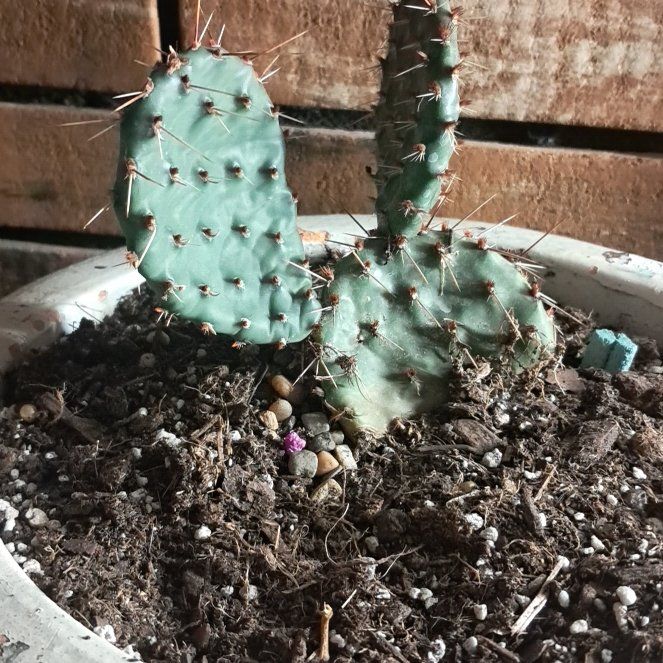 Photo of the plant species Snow Bunny by @FinestMiro93 named Queen on Greg, the plant care app