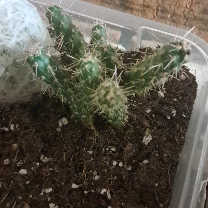 Photo of the plant species Cane Cactus by @FinestMiro93 named Delilah on Greg, the plant care app