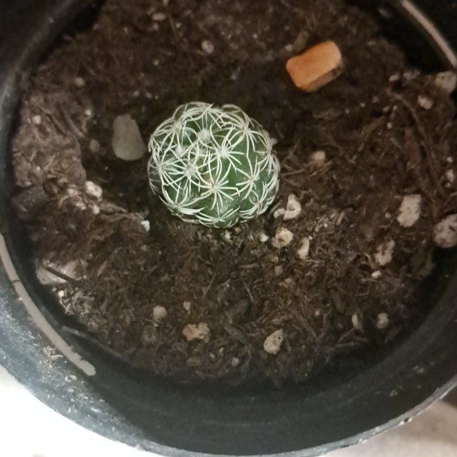 Photo of the plant species Coryphantha delicata by @FinestMiro93 named Captain Plant-it on Greg, the plant care app
