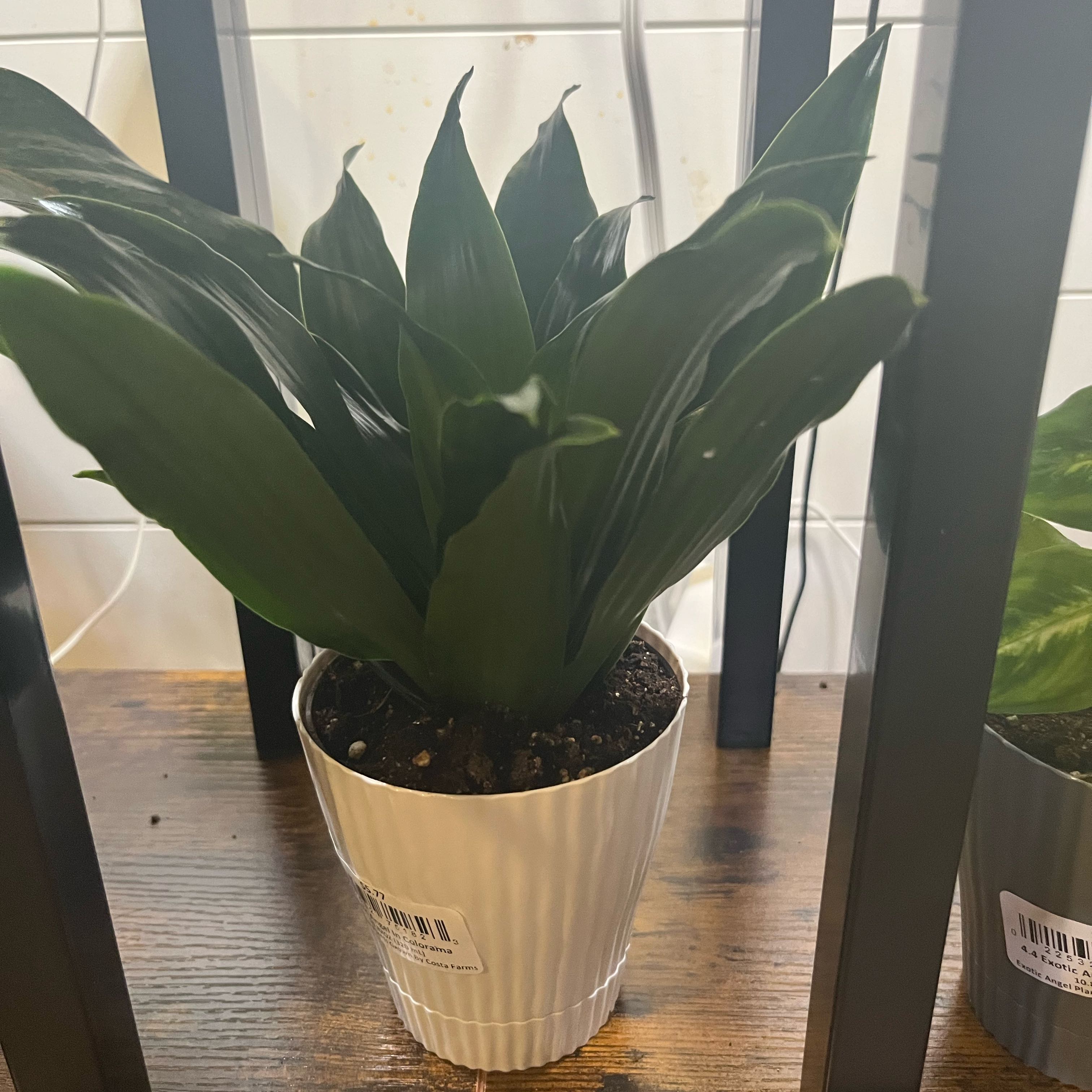 Photo of the plant species Dracaena Compacta by @CosmicGinkotree named Janet Craig on Greg, the plant care app