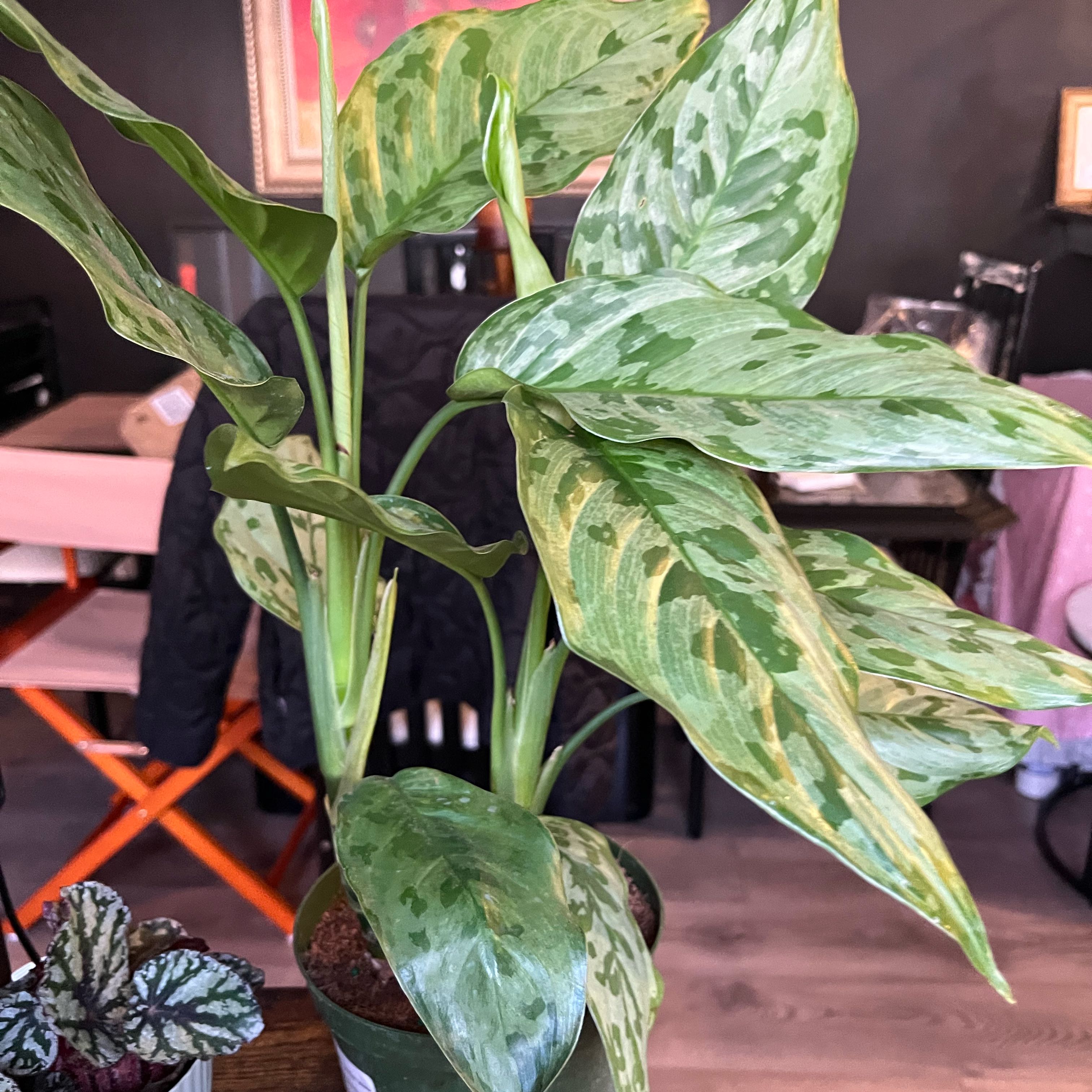Photo of the plant species Aglaonema pictum 'Bicolor' by @CosmicGinkotree named Tree Diddy on Greg, the plant care app
