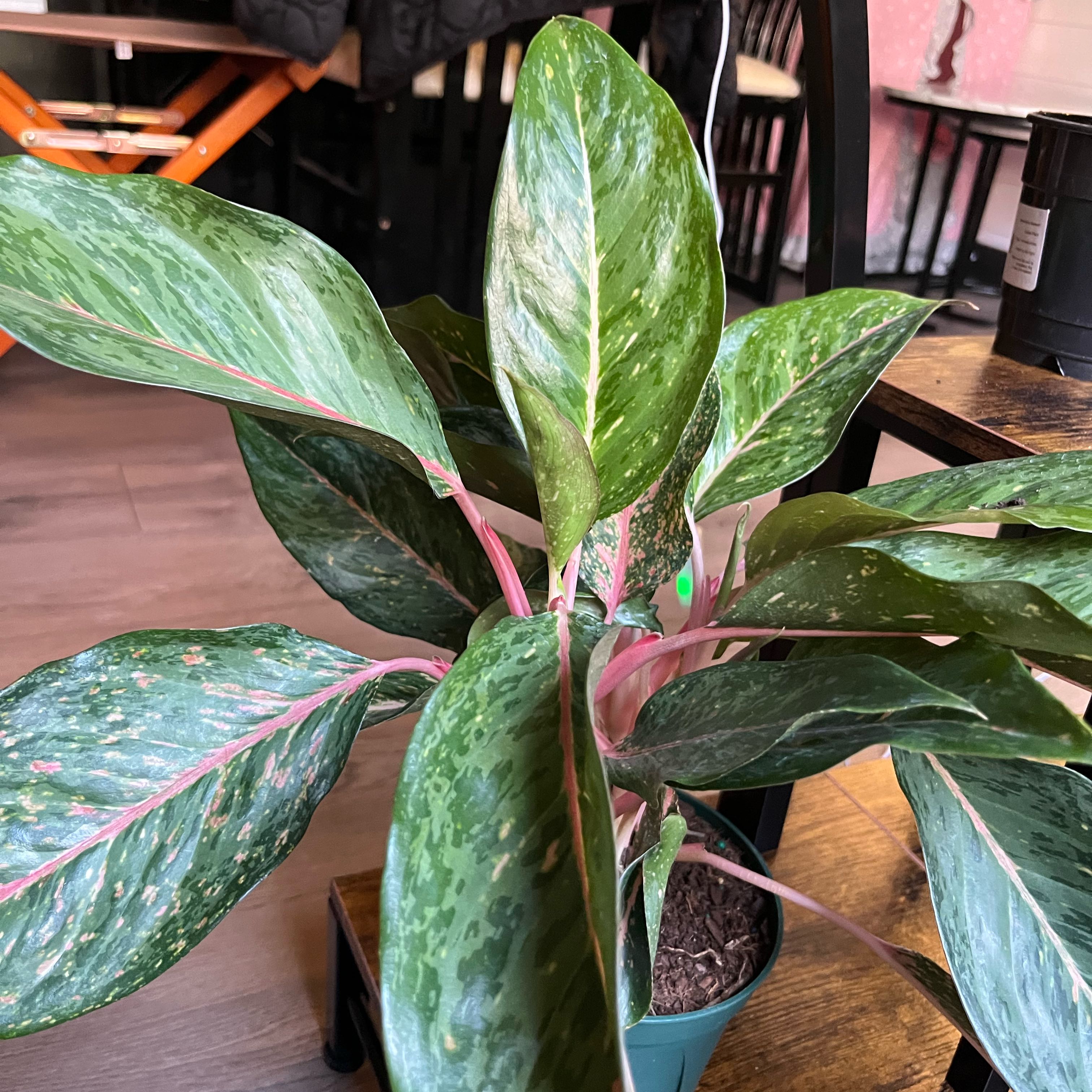 Plant care for Anthurium deminutum on Greg, the plant care app