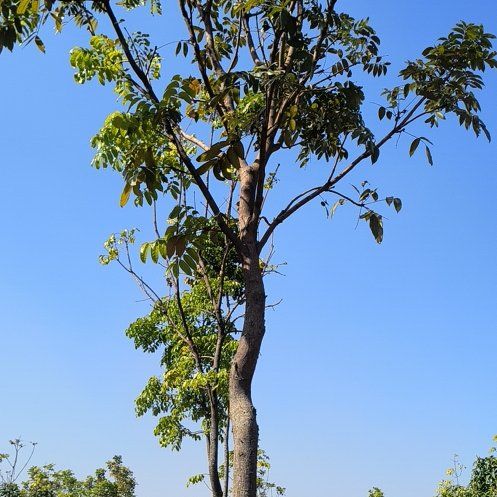 Photo of the plant species Gumbo-Limbo by @AwakePansy8 named Kesha on Greg, the plant care app