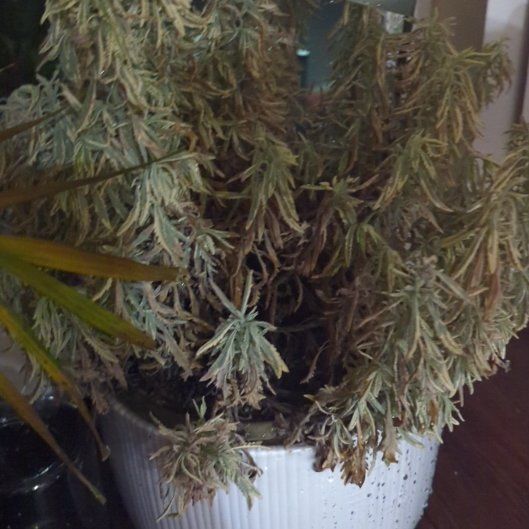 Photo of the plant species Lavender Mint Julep by @IntenseMum36 named Orwell on Greg, the plant care app