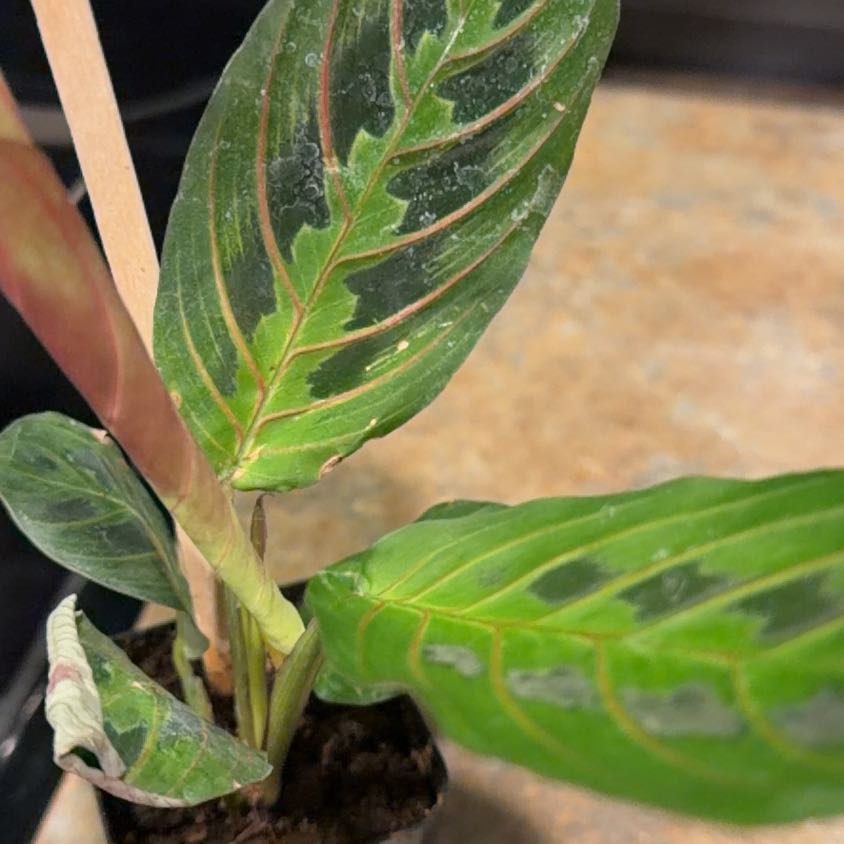 Photo of the plant species American Wintergreen by @FunBlueweed28 named Tolkien on Greg, the plant care app