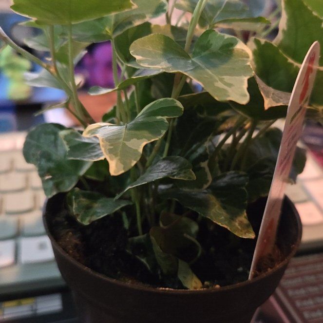 Photo of the plant species Jubilee Ivy by @AceKaro78 named Keanu Leafs on Greg, the plant care app