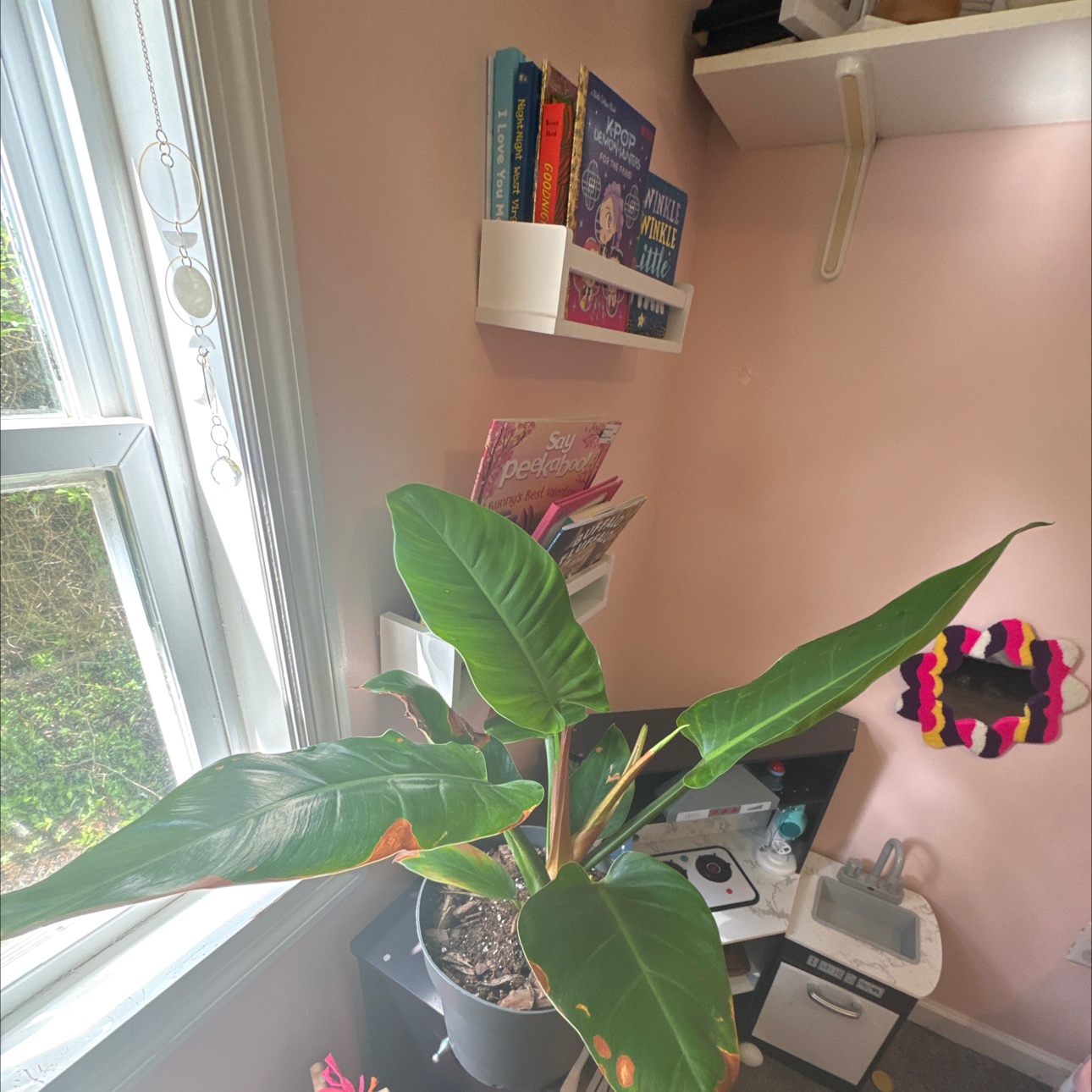 Photo of the plant species Philodendron 'Imperial Green' by @ModestCoconut13 named Keanu Leaves on Greg, the plant care app