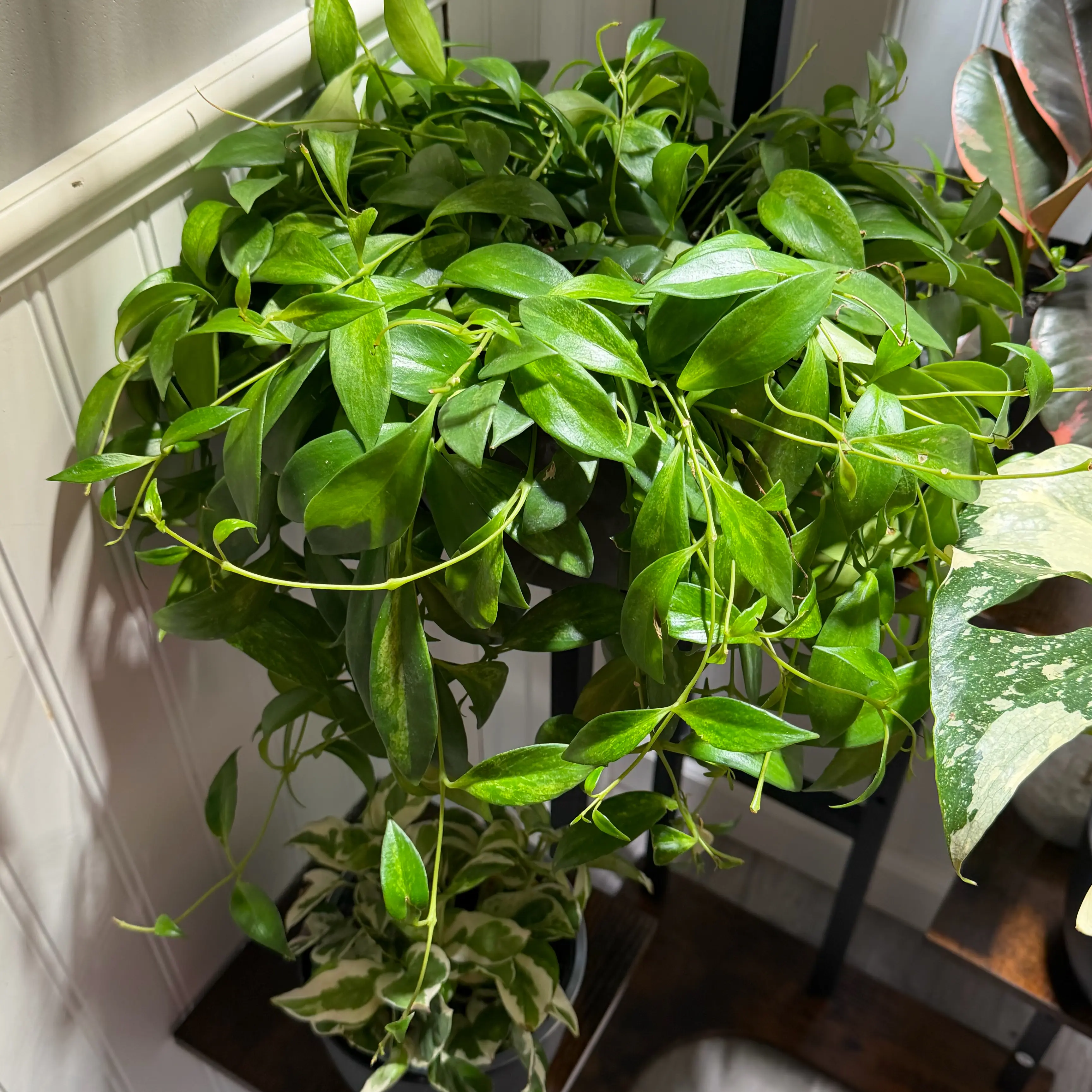 Photo of the plant species Variegated Mini Lipstick Plant by @ModestCoconut13 named Peter Parker on Greg, the plant care app