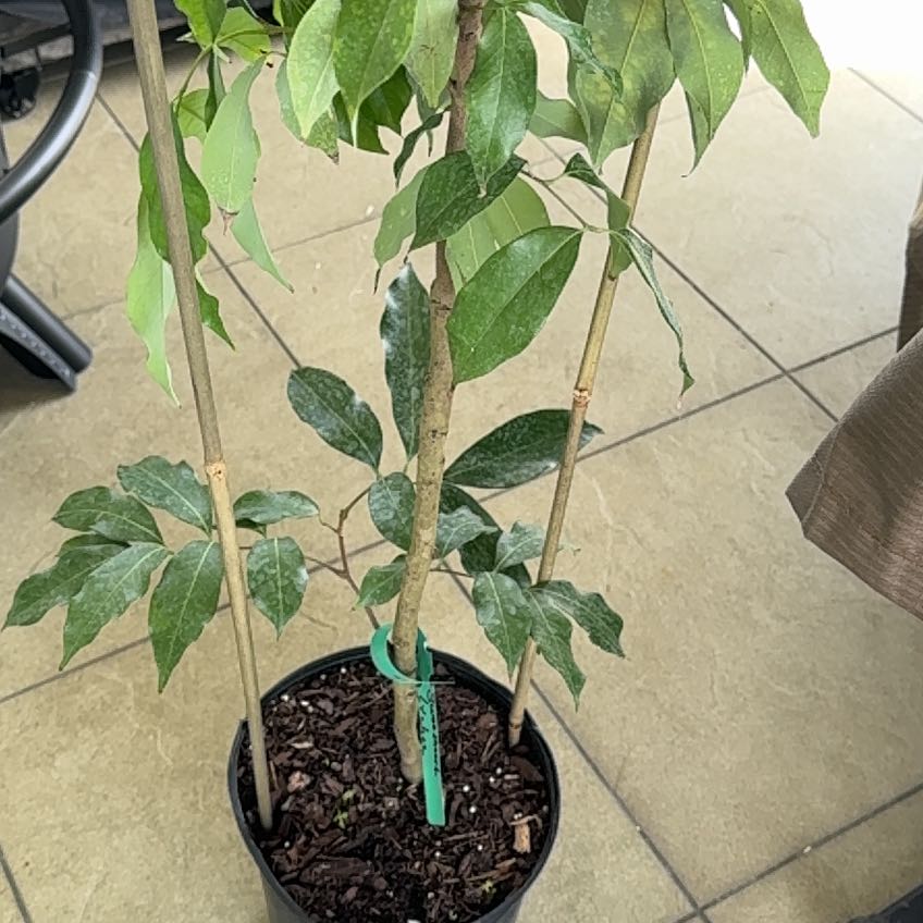 Photo of the plant species Sweetheart Lychee Tree by @TastyChainplant named Orwell on Greg, the plant care app