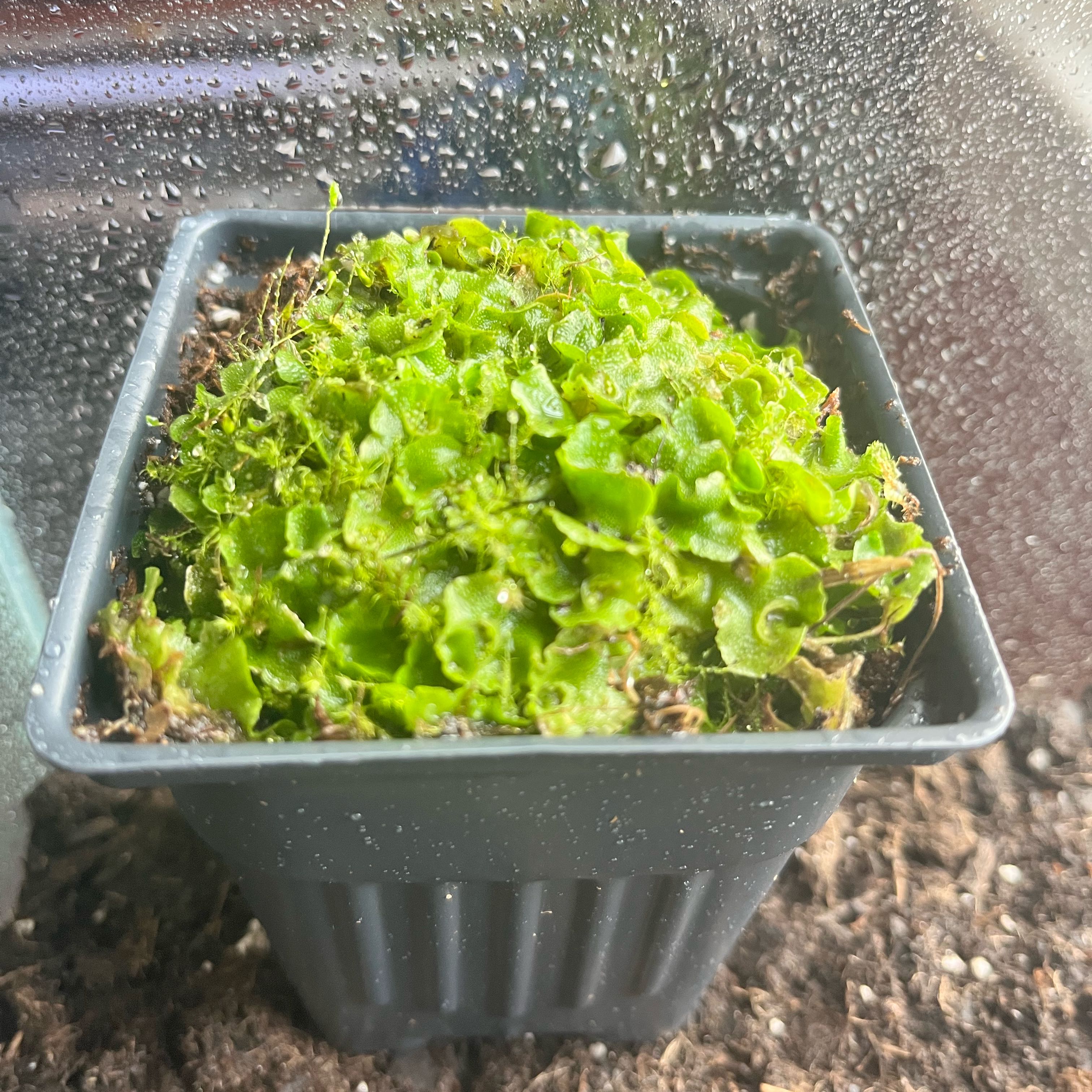 Photo of the plant species Common Liverwort by @OpenlyCoojong92 named Glas on Greg, the plant care app