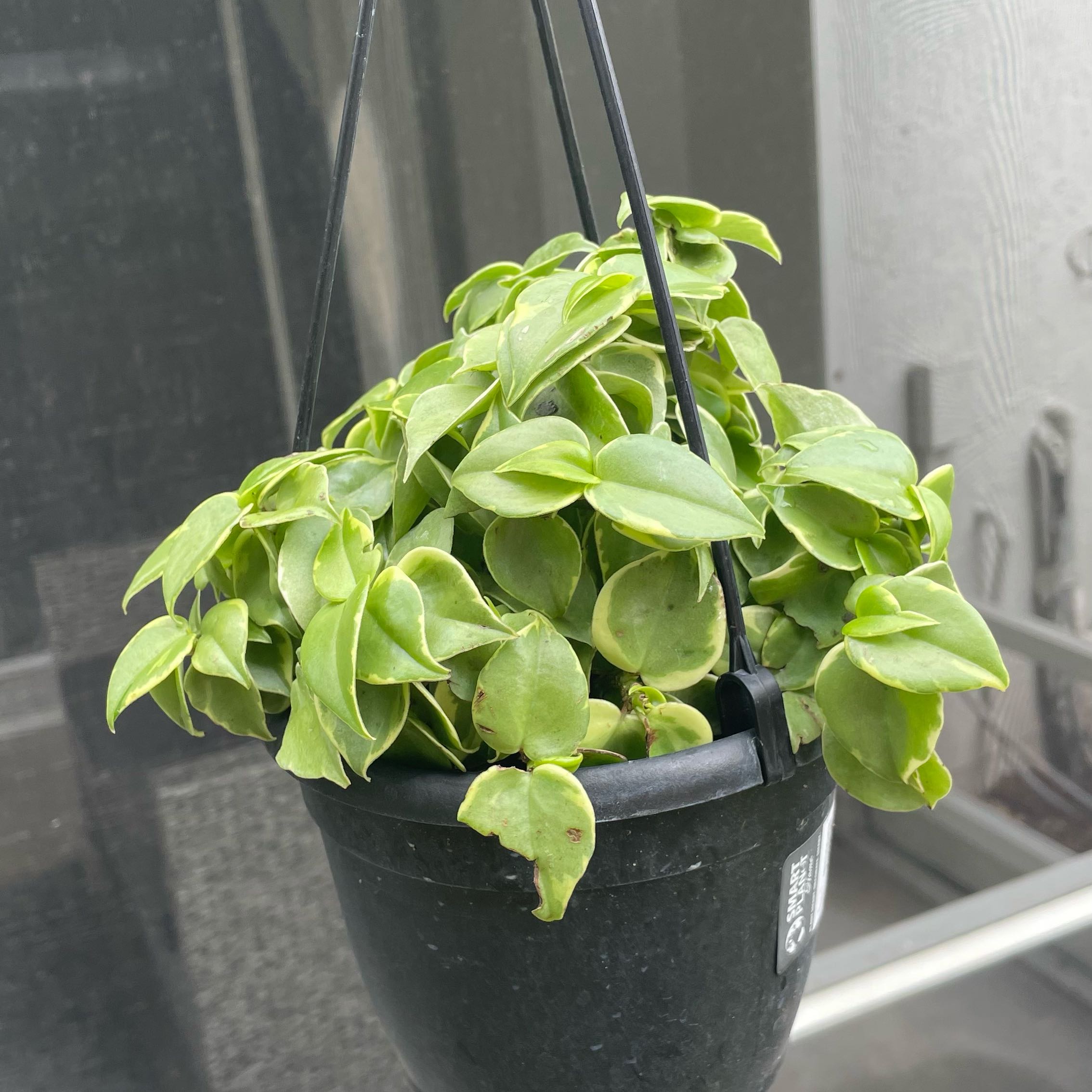 Photo of the plant species Cupid Peperomia by @HelperQuenepa44 named Robert Plant on Greg, the plant care app