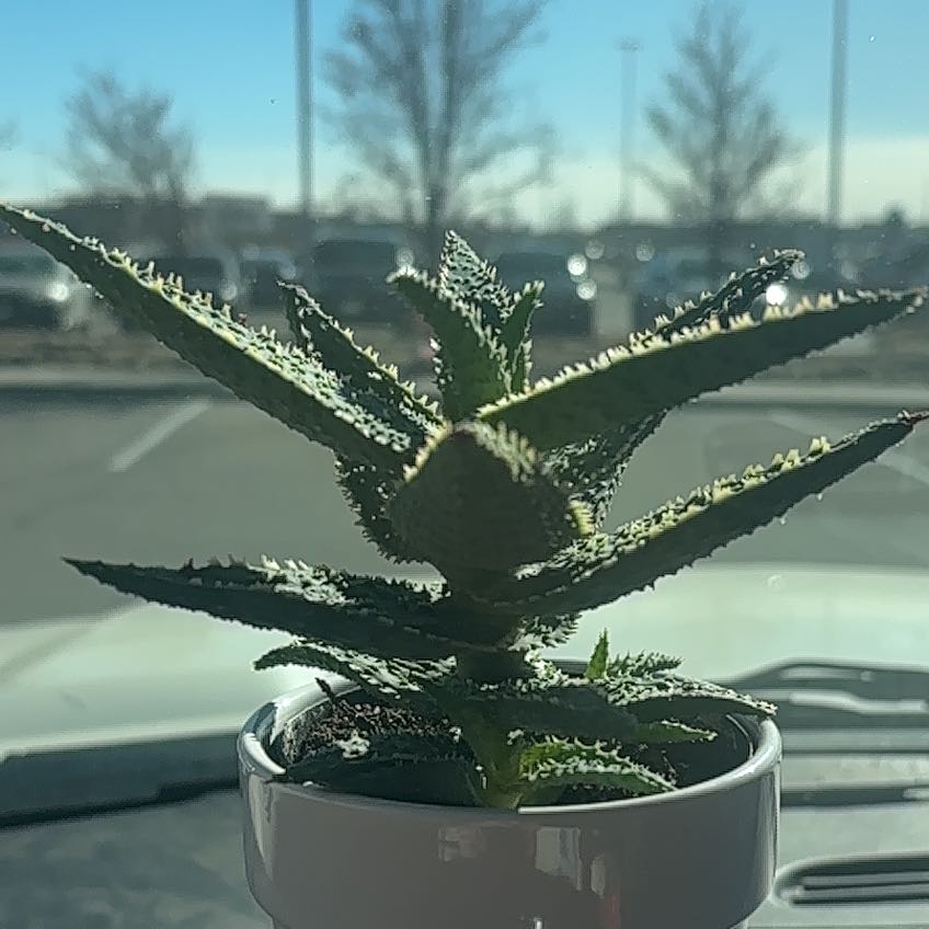 Photo of the plant species Mountain Aloe by @MasculinePuka26 named Osmo on Greg, the plant care app