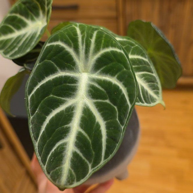 Photo of the plant species alocasia ninja by @CourteousYuzu26 named Ninja on Greg, the plant care app