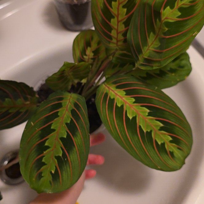 Photo of the plant species Prayer Plant by @CourteousYuzu26 named Naomi on Greg, the plant care app