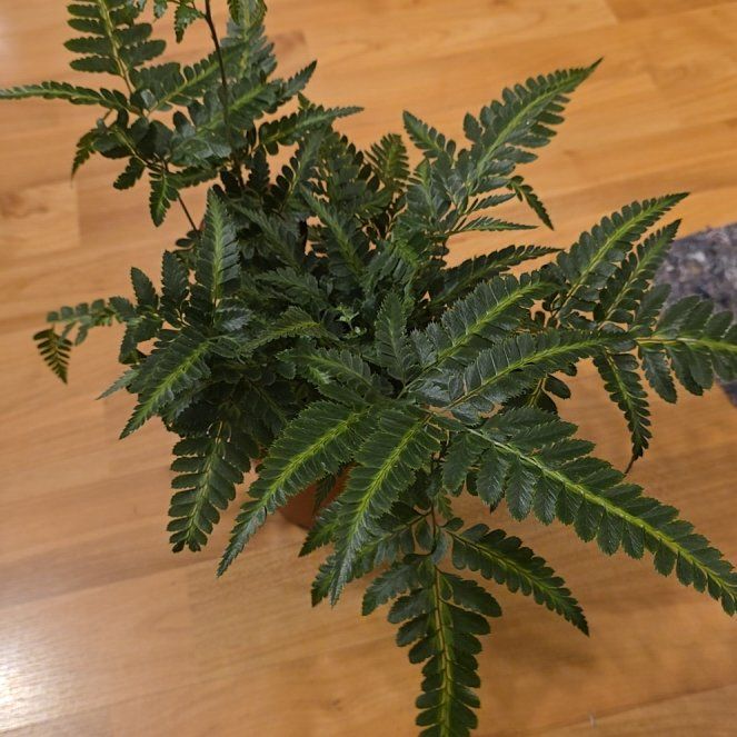 Photo of the plant species Indian Holly Fern by @CourteousYuzu26 named Forrest on Greg, the plant care app