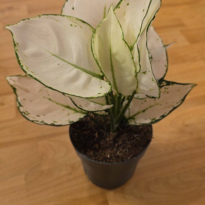 Photo of the plant species Aglaonema 'Beauty' by @CourteousYuzu26 named Sonora on Greg, the plant care app