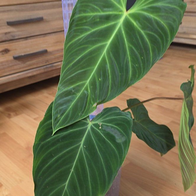 Photo of the plant species Philodendron Splendid by @CourteousYuzu26 named Coco on Greg, the plant care app