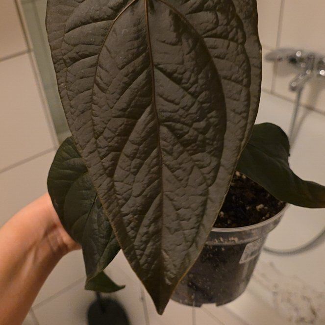 Photo of the plant species Anthurium 'Queen of Hearts' by @CourteousYuzu26 named Beyonce on Greg, the plant care app