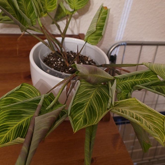 Photo of the plant species Maranta Light Veins by @CourteousYuzu26 named Bruce Lee on Greg, the plant care app