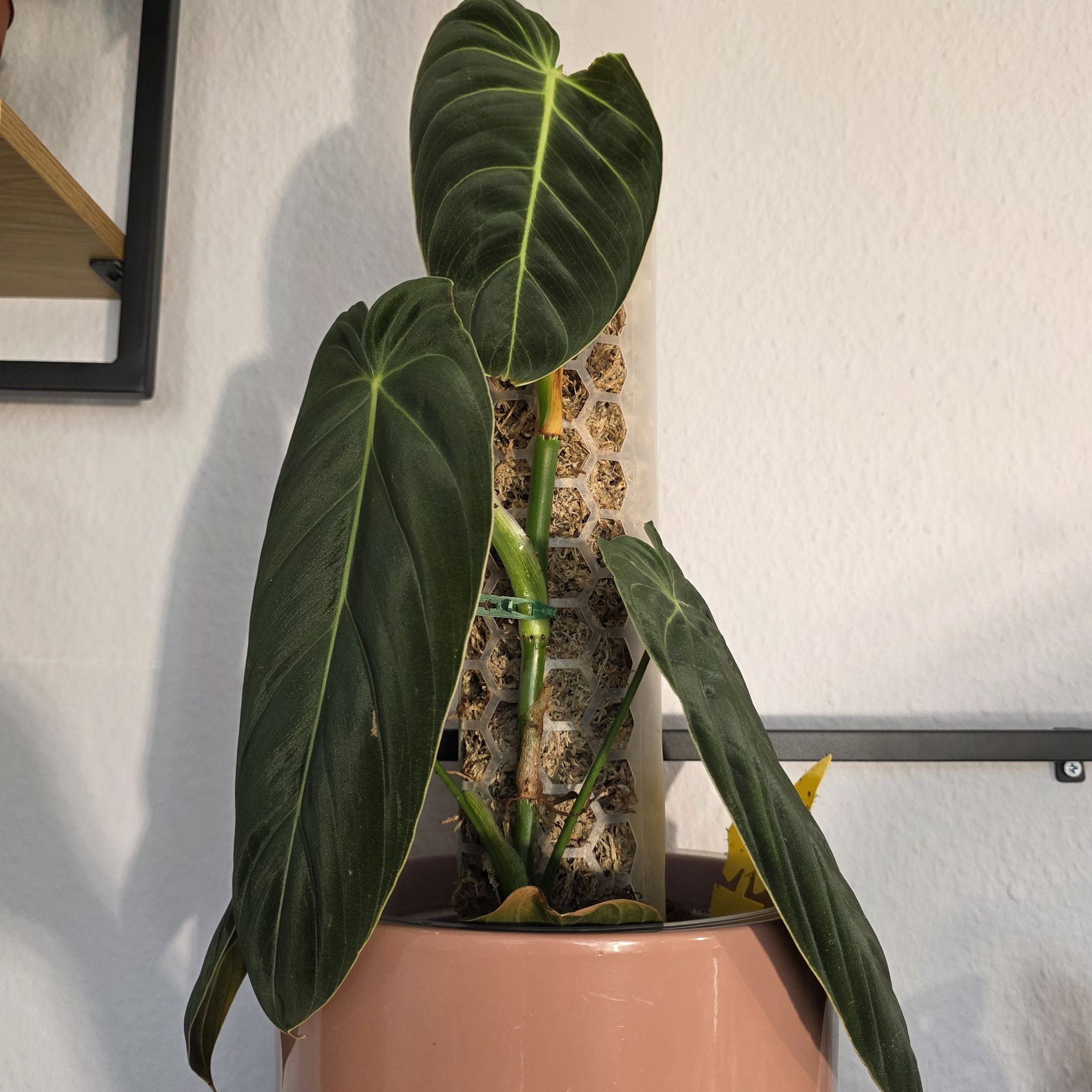 Photo of the plant species Philodendron melanochrysum x verrucosum by @CourteousYuzu26 named Melanochrystum on Greg, the plant care app