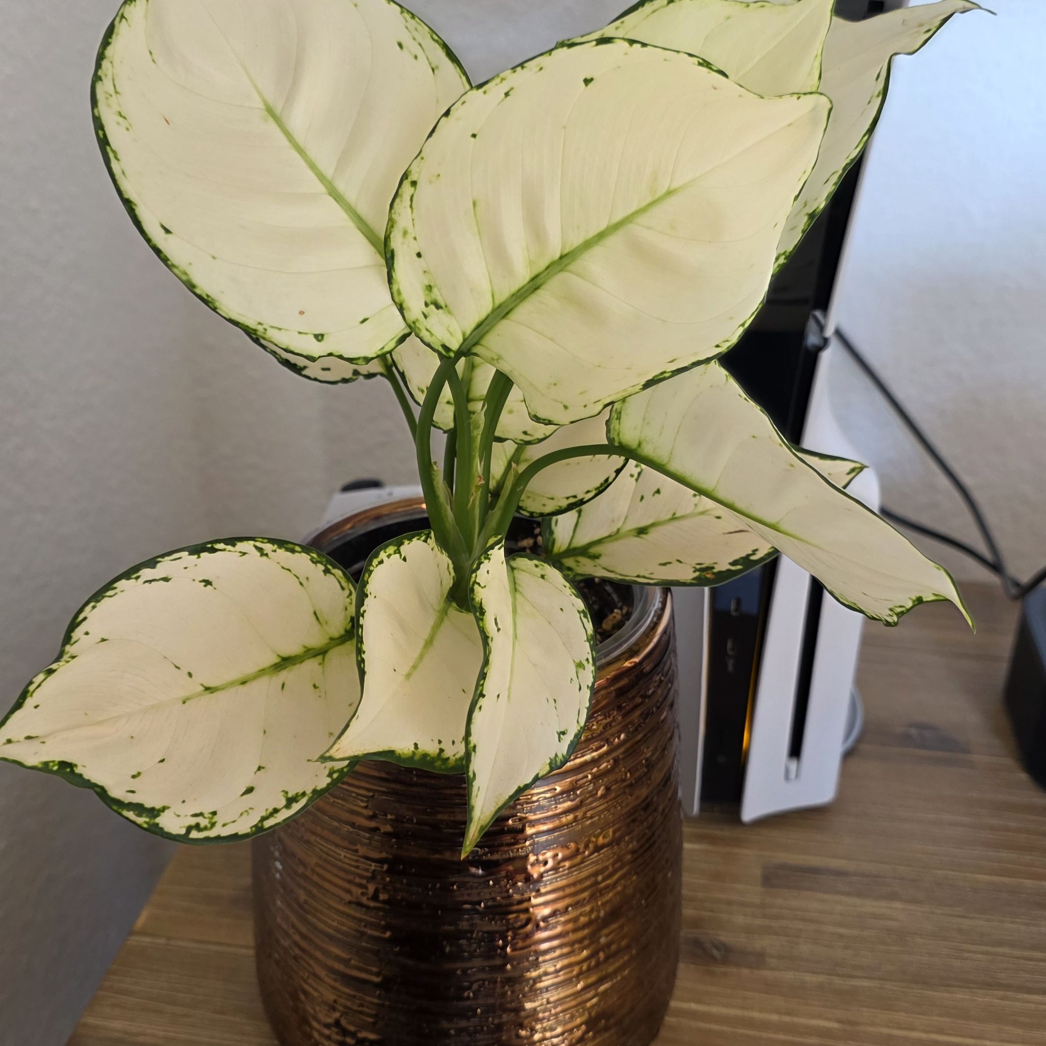 Photo of the plant species Aglaonema 'Beauty' by @CourteousYuzu26 named Aglaonema White Joy on Greg, the plant care app