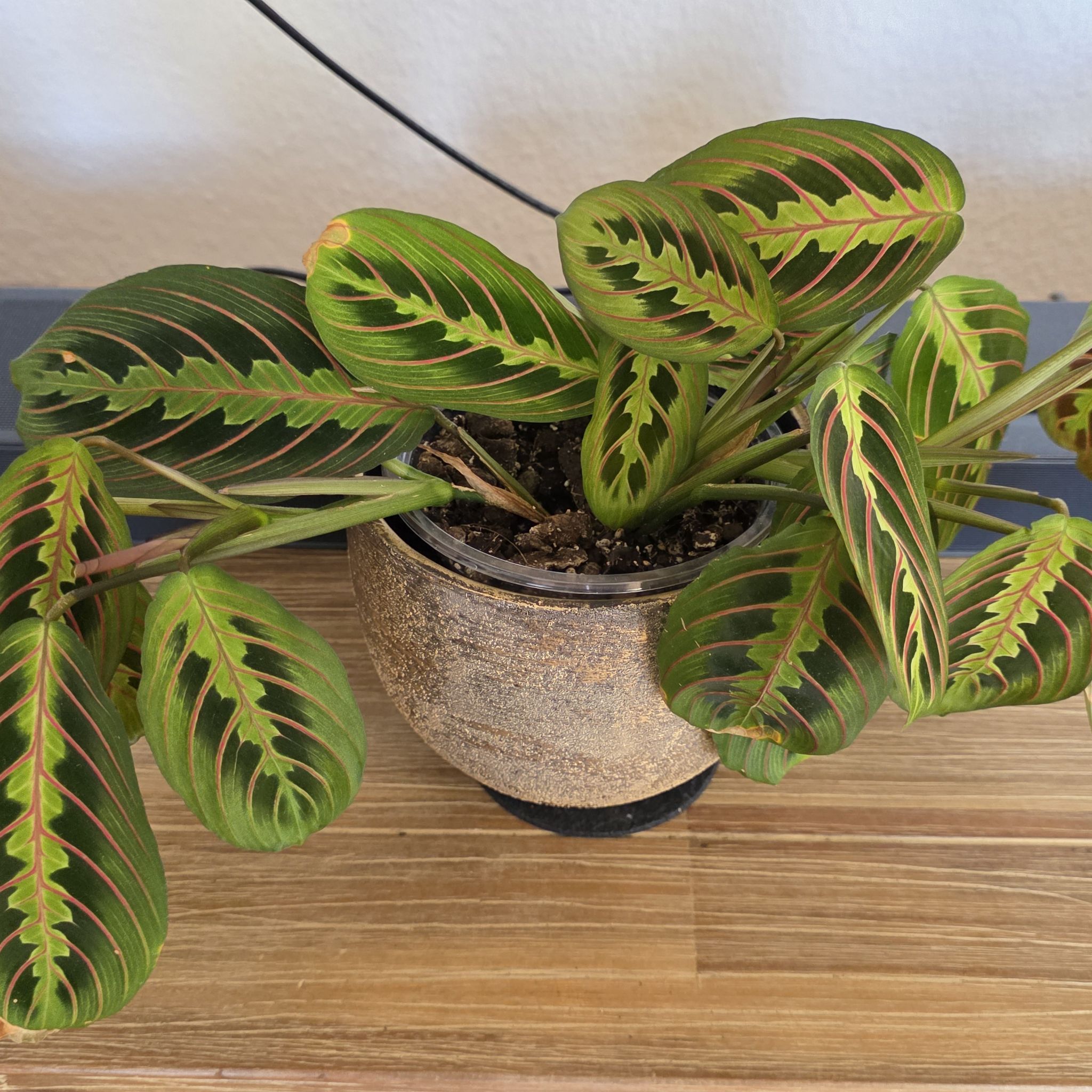 Photo of the plant species Prayer Plant by @CourteousYuzu26 named Maranta Fascinator Tricolor on Greg, the plant care app