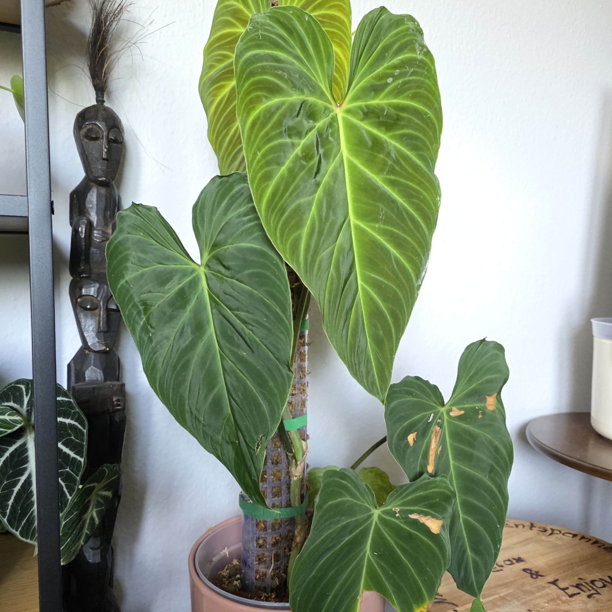 Photo of the plant species Philodendron Splendid by @CourteousYuzu26 named Philodendron Splendid on Greg, the plant care app