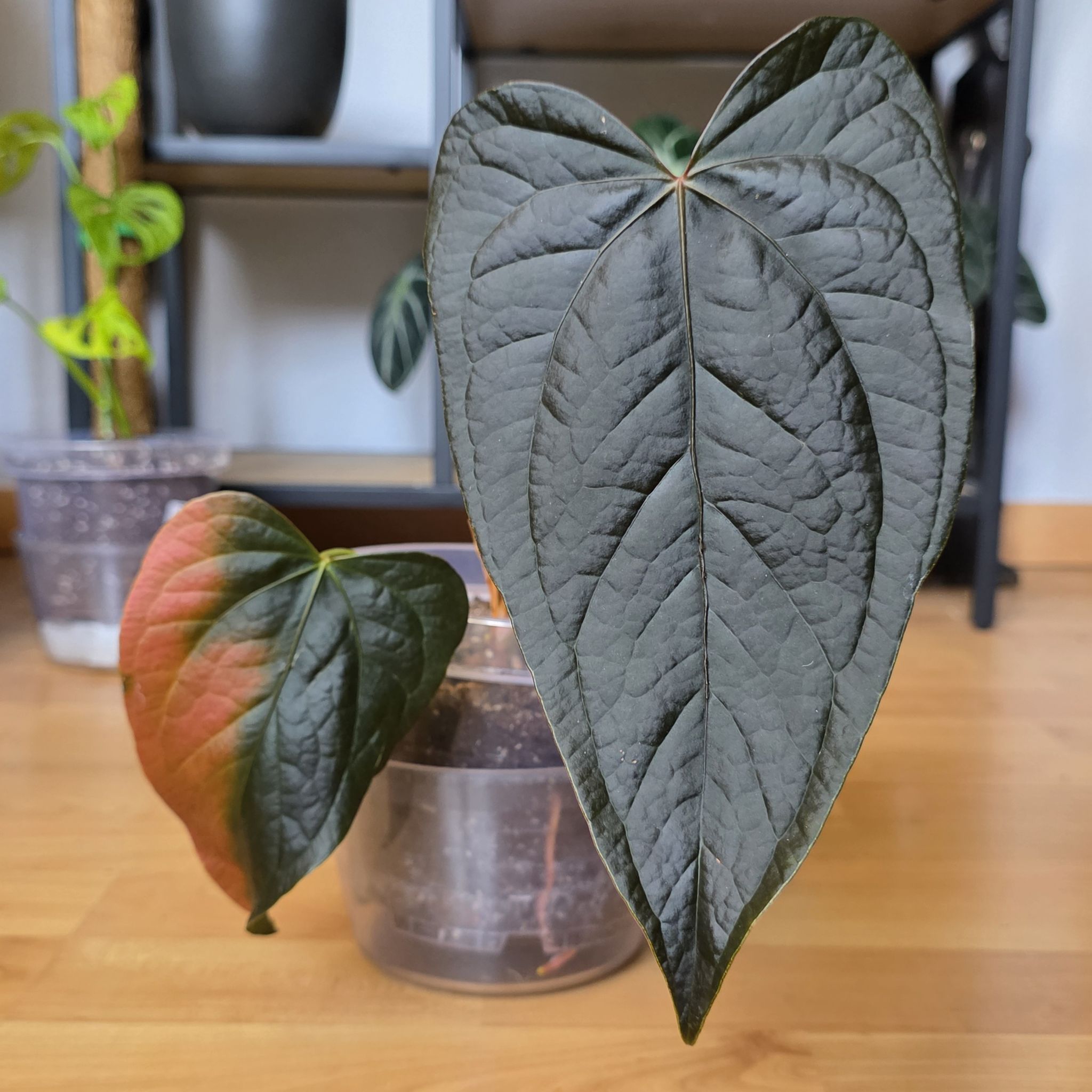 Photo of the plant species Anthurium 'Queen of Hearts' by @CourteousYuzu26 named Anthurium Queen Of Hearts on Greg, the plant care app