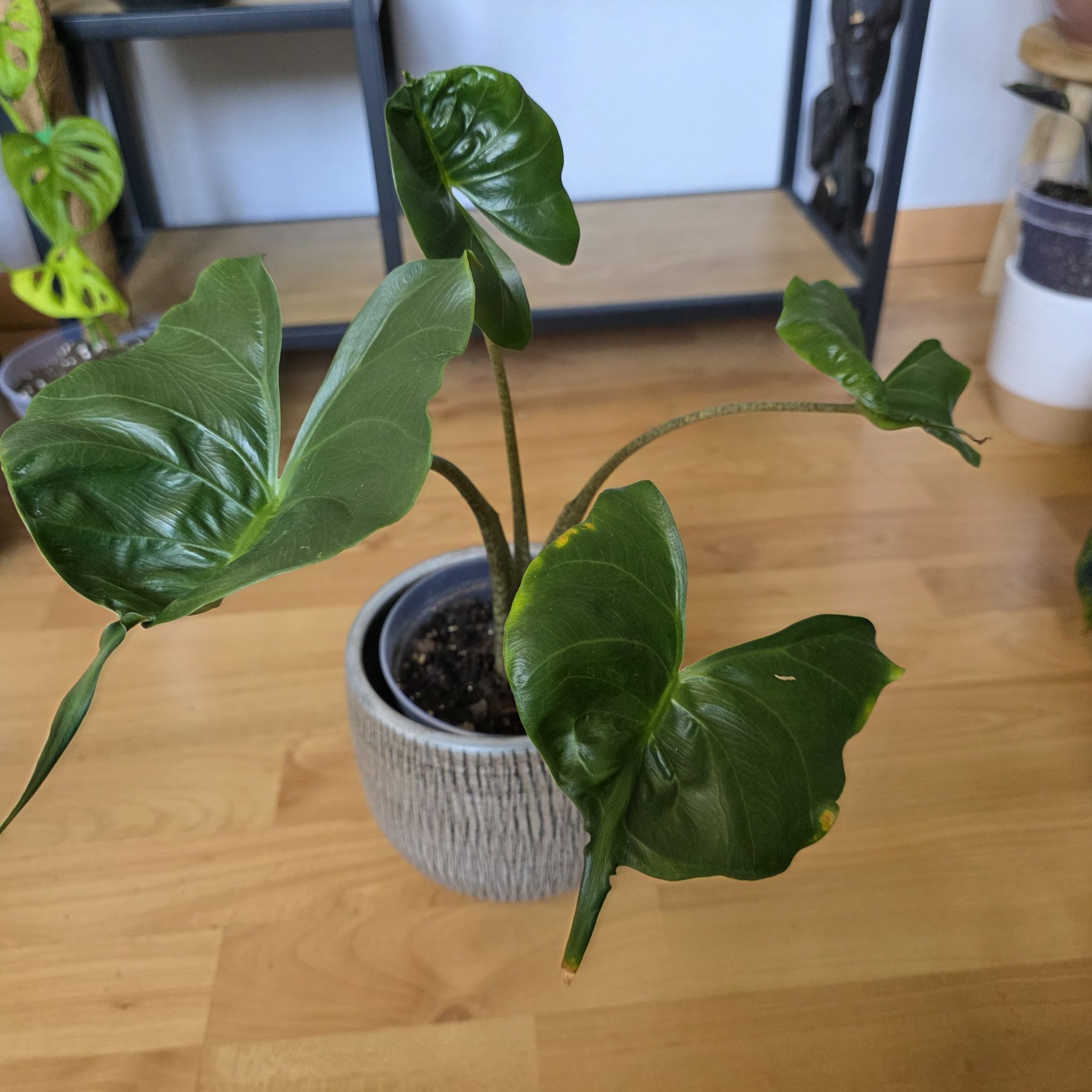 Photo of the plant species Alocacasia Stingray by @CourteousYuzu26 named Alocasia stingray on Greg, the plant care app