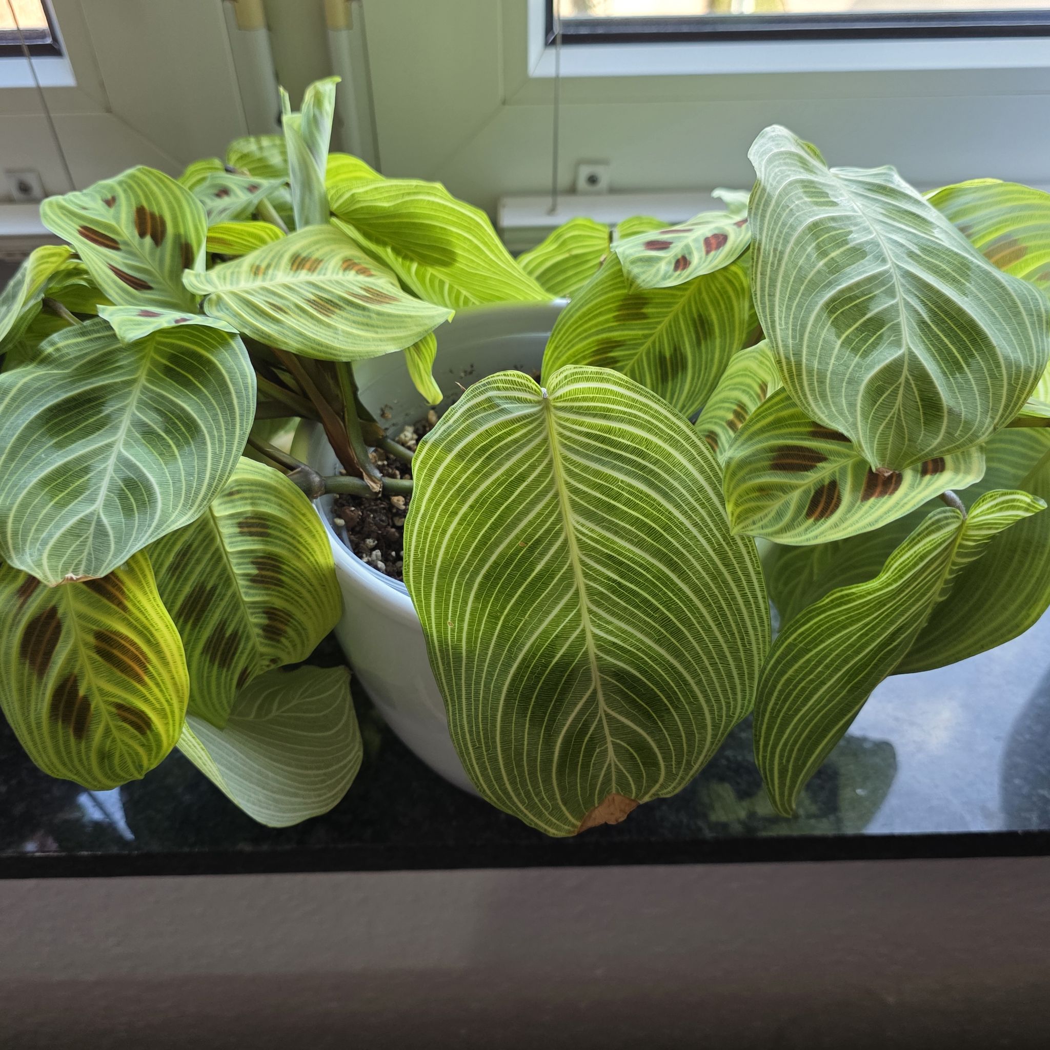 Photo of the plant species Maranta Light Veins by @CourteousYuzu26 named Maranta Golden Vein on Greg, the plant care app