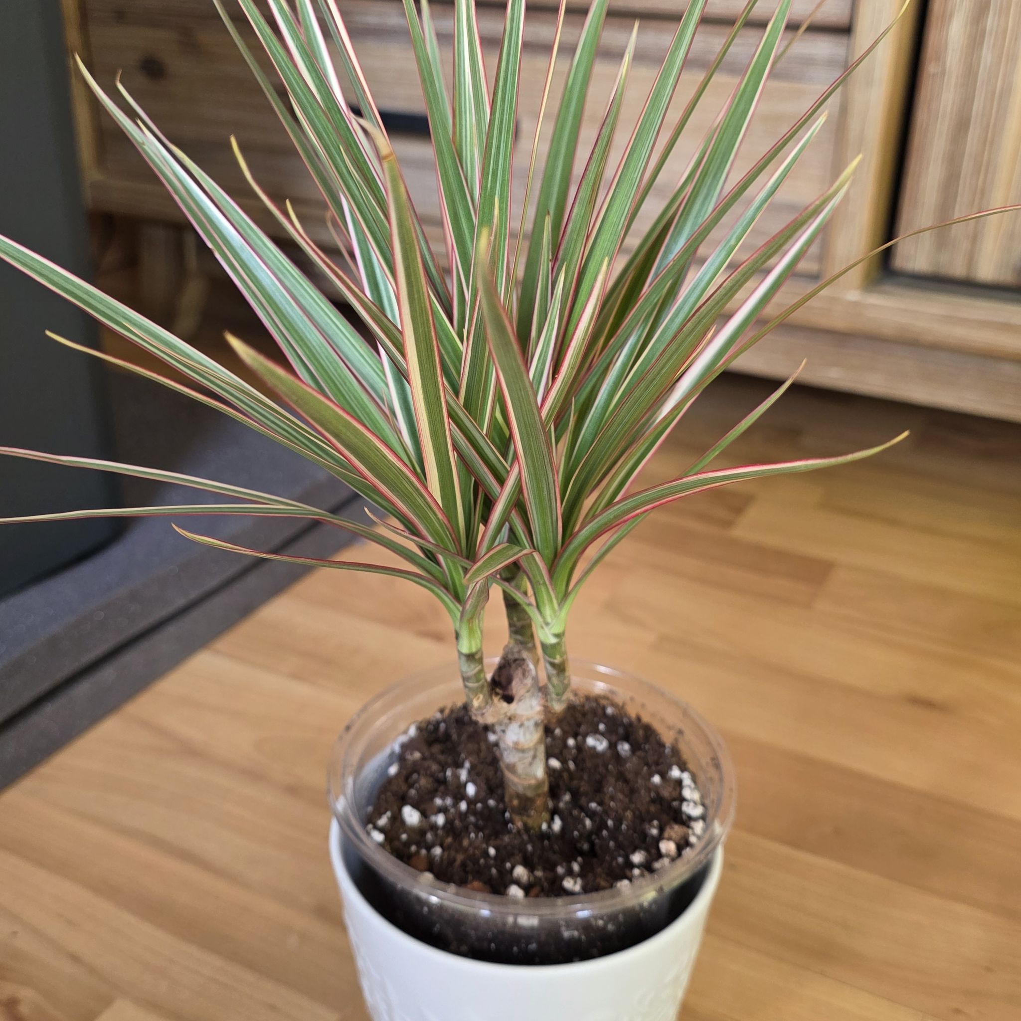 Photo of the plant species Madagascar Dragon Tree by @CourteousYuzu26 named Dracaena marginata 'Bicolor' on Greg, the plant care app
