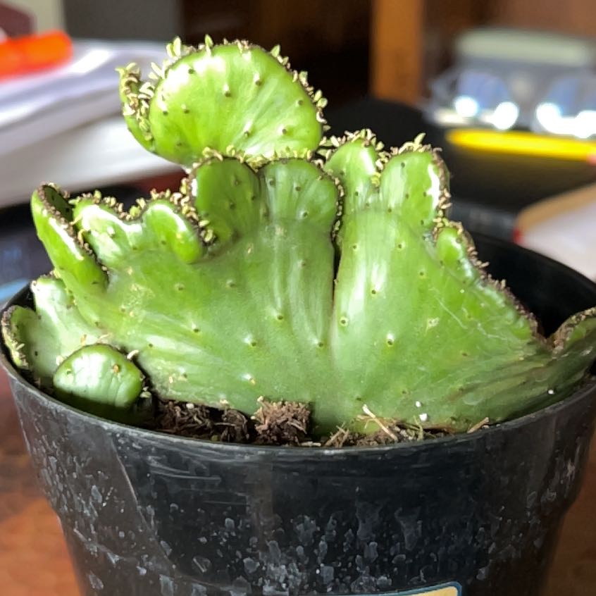 Photo of the plant species Green Coral Cactus by @ExecAlfalfa21 named Wave on Greg, the plant care app